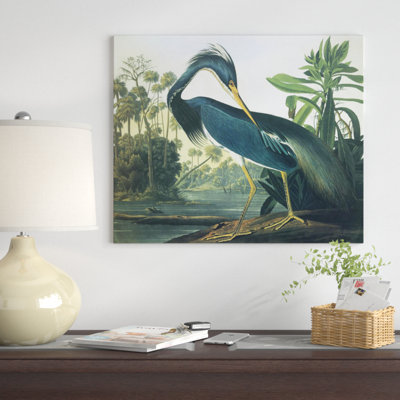 " Louisiana Heron "