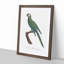 Blue Winged Macaw Parrot by F. Levaillant - Picture Frame Painting Print-55544145-55544148