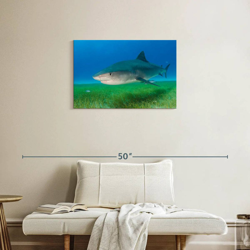 Tiger Shark On Sea Grass, 20" H x 30" W