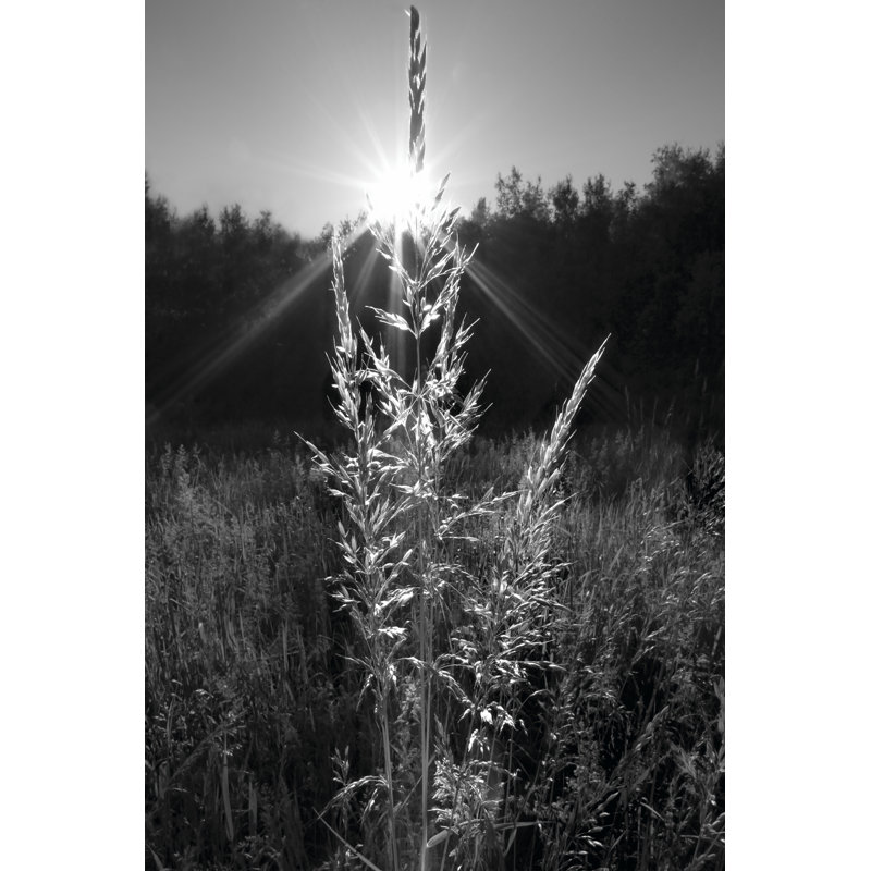 Magical Light by Martin Henson - Wrapped Canvas Print, 46cm H x 30cm W