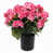Rose sélectionné