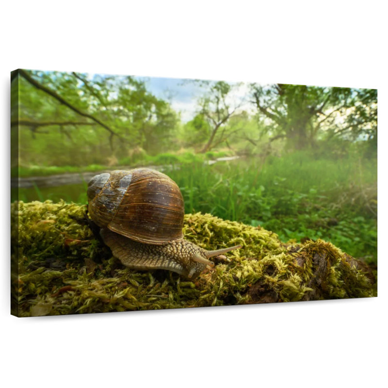 Roman Garden Snail, 32" H x 48" W