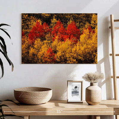 Fall Colored Trees