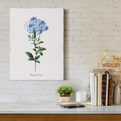 " Cape Leadwort "