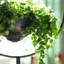 Spherical Iron Plant Stand