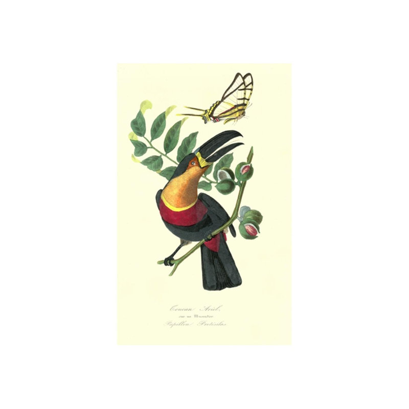 Toucan sur muscade par Porter Design - Impression sur toile, Couche de verre, H 29 po x l 18 po x P 1,5 po