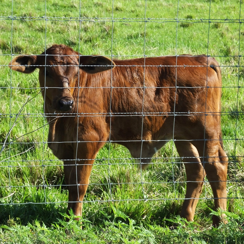 Clôture de ferme galvanisée avancée et sécurisée, H 5 pi x l 164 pi