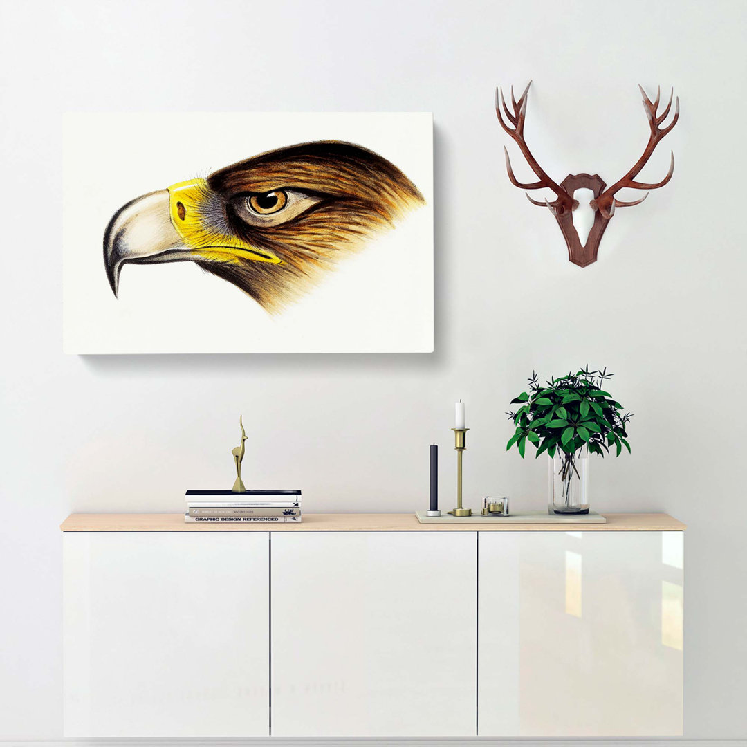 Eagle by John Gould - Wrapped Canvas