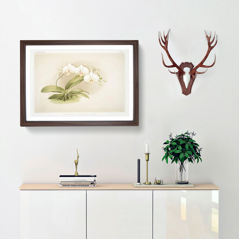 Magnolia Flowers Illustration Tab. 11 by Frederick Sander - Framed Print, 27cm H x 36cm W x 2cm D, Walnut Framed