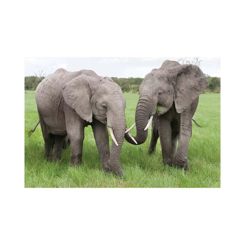 African Elephant Pair Grazing, Ol Pejeta Conservancy, Kenya by Tui De Roy - Wrapped Canvas Print, 30.48 cm H x 45.72 cm W