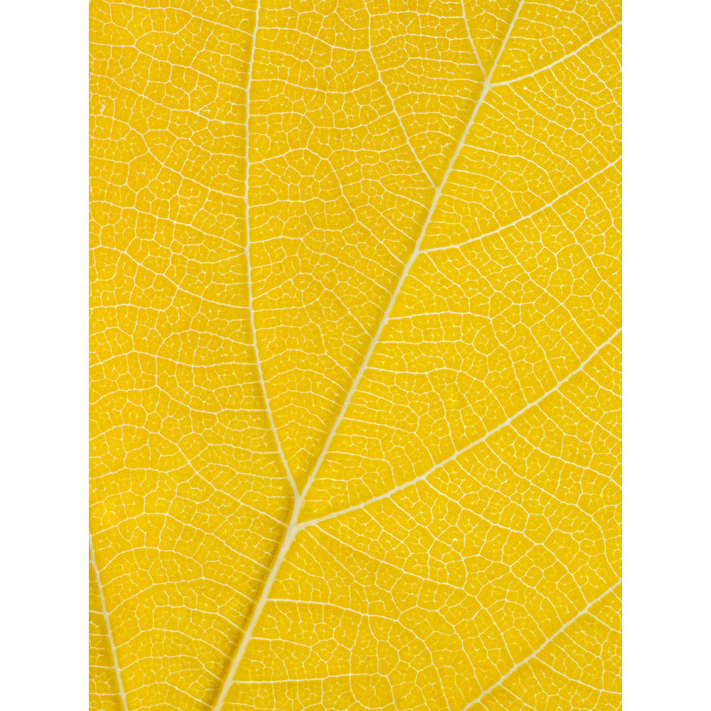 Autumn Leaf Print by Philippe Monthoux, 32" H x 24" W, Wrapped Canvas