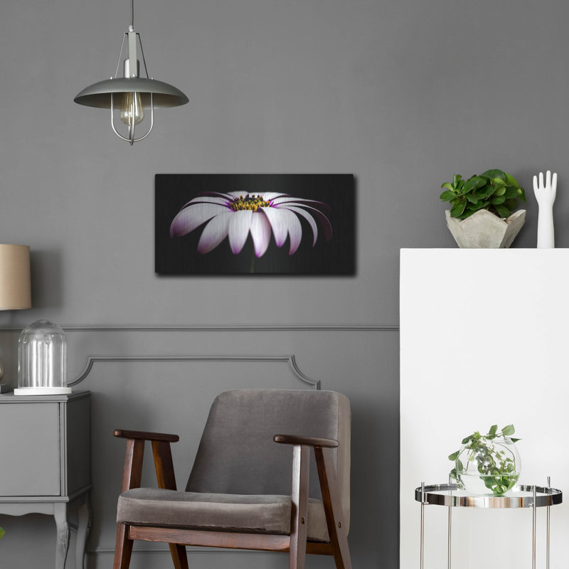 Mercer41 «Pink Osteospurmum on Black Panoramic» par Tom Quartermaine, art mural en métal, H 12 po x l 24 po
