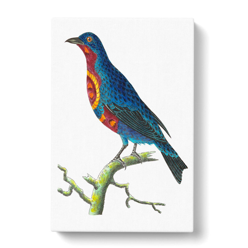 Superb Chatterer Bird by George Shaw - Wrapped Canvas, 50cm H x 35cm W x 3cm D