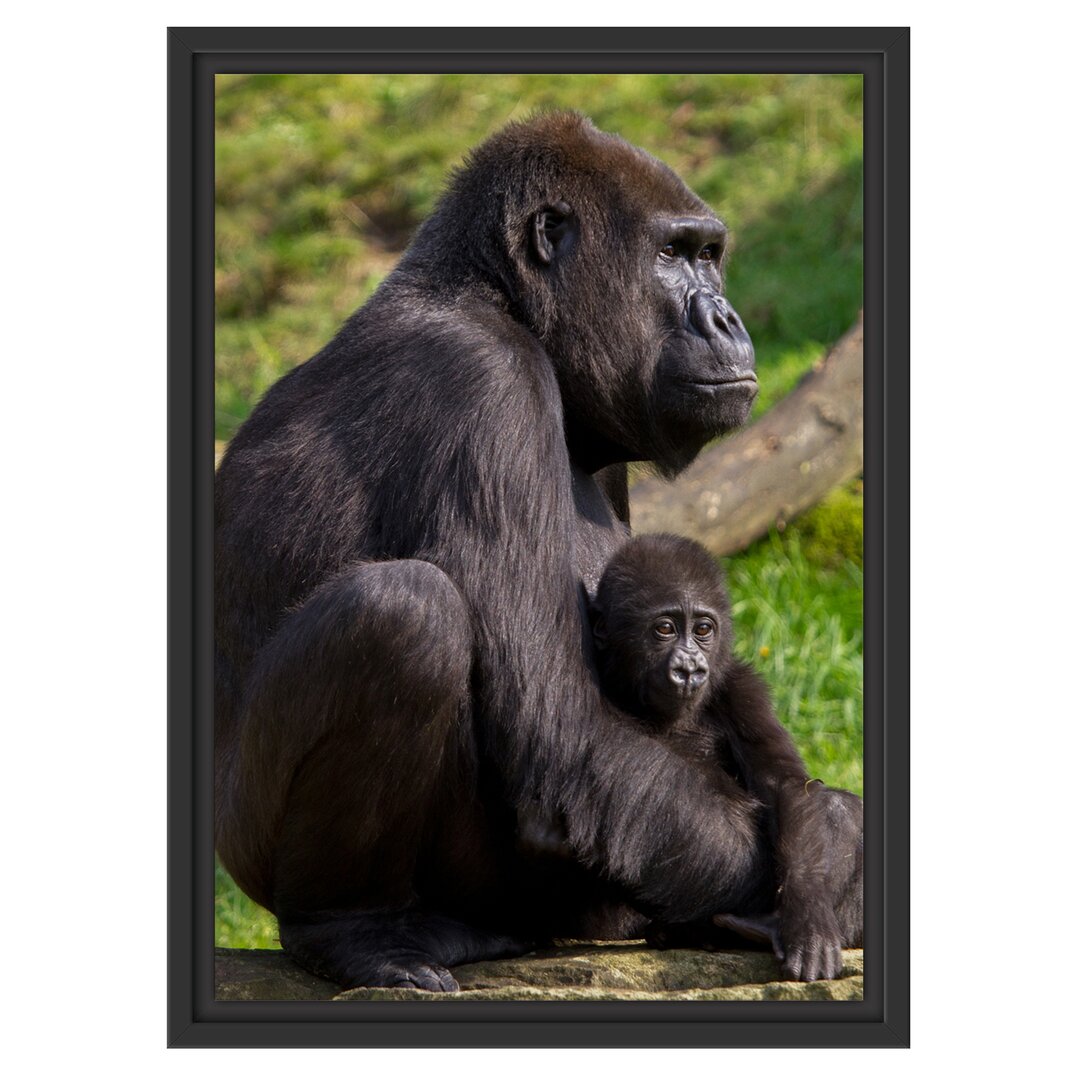 Gerahmtes Wandbild Liebevolle Gorillafamilie