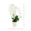 Arrangement d'orchidées dans un vase cannelé