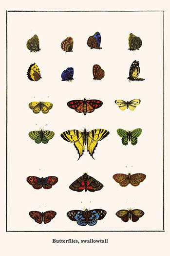 Papillons en croix-impression d’art graphique, H 36 po x l 24 po x P 1,5 po