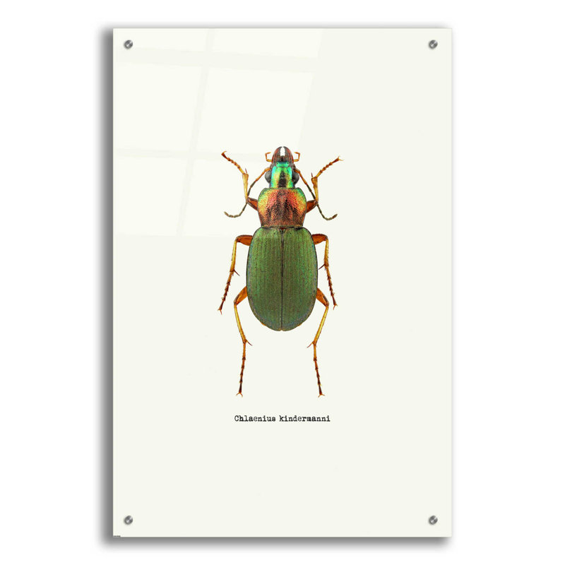 «Beetle Green» par Graphinc - impression non encadrée, H 36 po x l 24 po x P 0,2 po