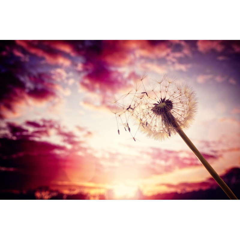 Dandelion Against Sunset by Tee_Photolive - Wrapped Canvas Square Print, 30cm H x 46cm W x 3.8cm D