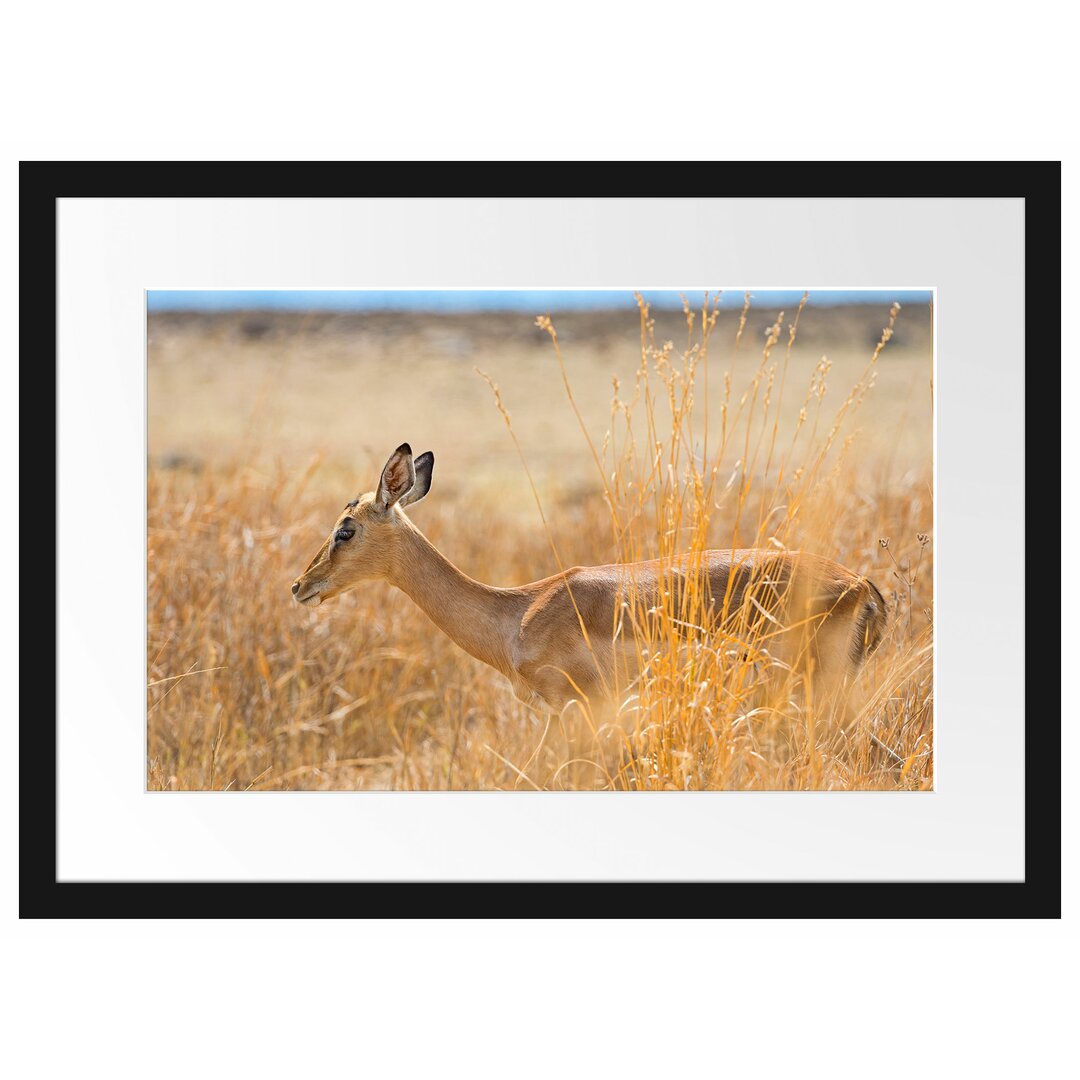 Gerahmtes Poster Gazelle im hohen Gras