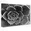 Succulent Plant - Wrapped Canvas-55317982