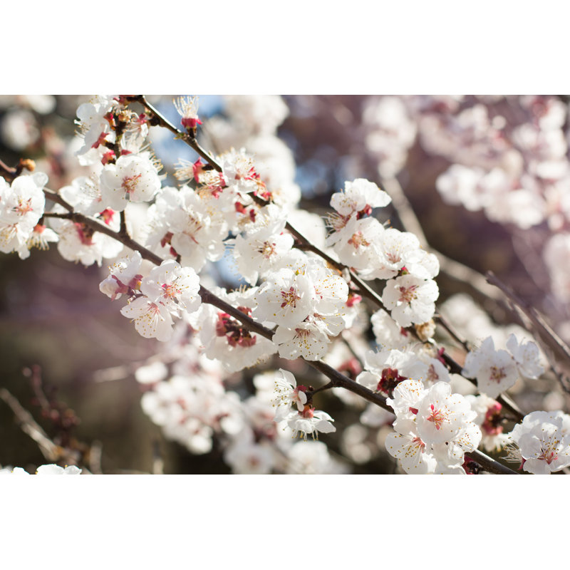 Belles fleurs d'amande, H 8 po x l 12 po