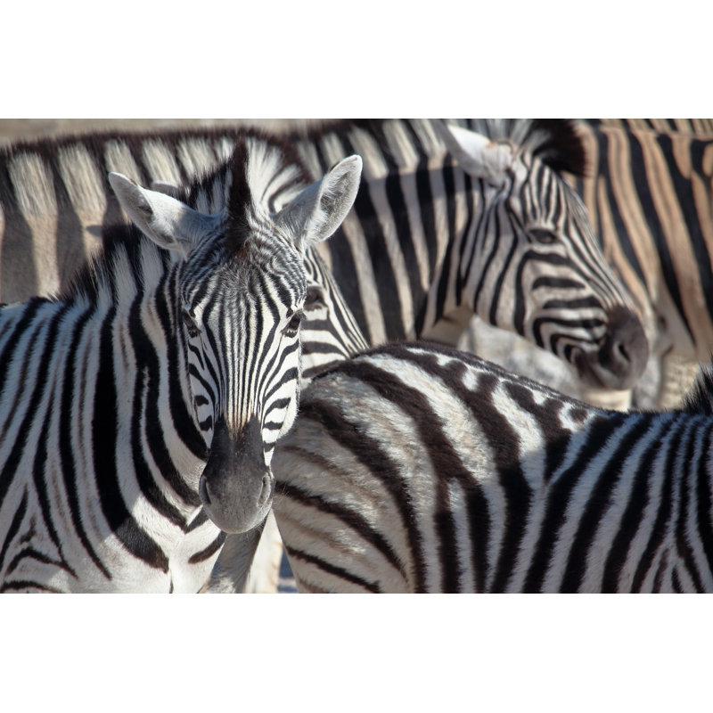 Meiko Zebra Portrait - Wrapped Canvas Print, 30cm H x 46cm W x 3.8cm D