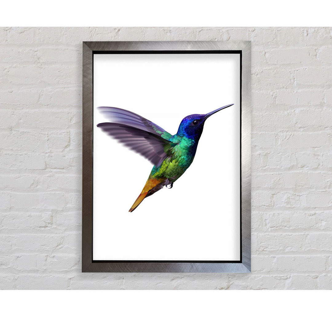 Hummingbird Colours - Einzelner Bilderrahmen Kunstdrucke