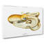 Velodona Octopus by Carl Chun - Wrapped Canvas-55370196