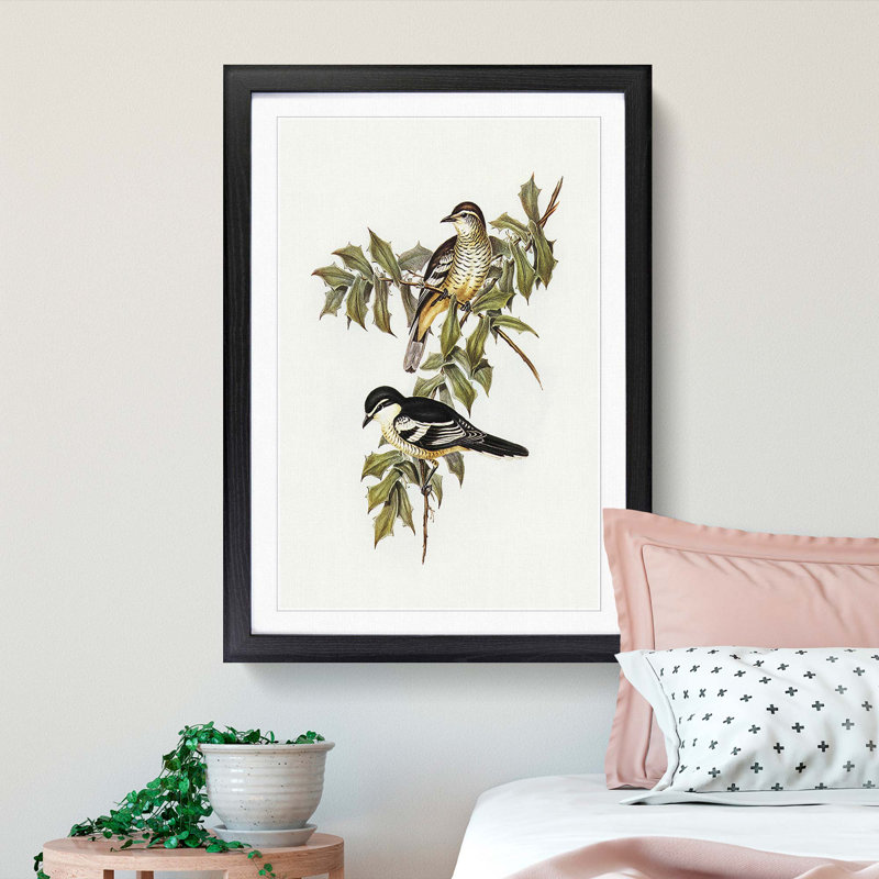Northern Cuckooshrike by Elizabeth Gould - Framed Print, 48cm H x 36cm W x 2cm D, Black Framed