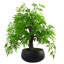 127cm Faux Bonsai Plant in Pot Liner