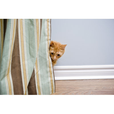 Shy Cat par Michellegibson