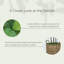 Faux Tree in Wicker/Rattan Basket-732326420