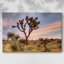 Joshua Tree Sunrise - Cavas enveloppés de galerie-80029015