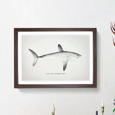 Illustration of a Porbeagle Shark by F.E. Clarke - Picture Frame Painting Print