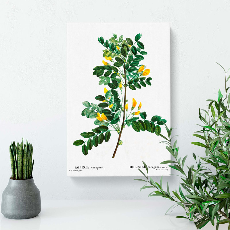 Siberian Pea Tree Flowers by Pierre-Joseph Redoute - Wrapped Canvas Painting, 76cm H x 50cm W x 3cm D