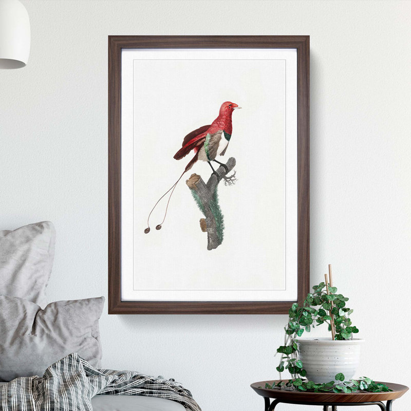 King Bird of Paradise by Jacques Barraband - Picture Frame Graphic Art Print, 36cm H x 27cm W x 2cm D, Walnut Framed