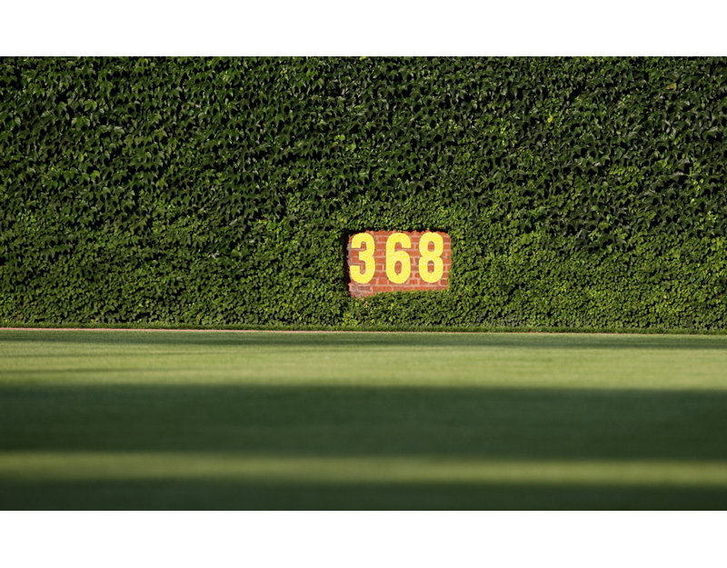 Wrigley Field Ivy, H 15 po x l 24 po