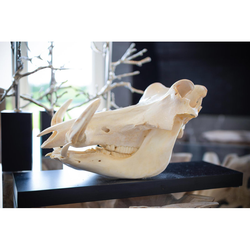 Mounted Warthog Skull