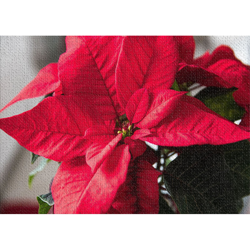 Tapis rouge Poinsettia, Rectangle 5 pi x 7 pi