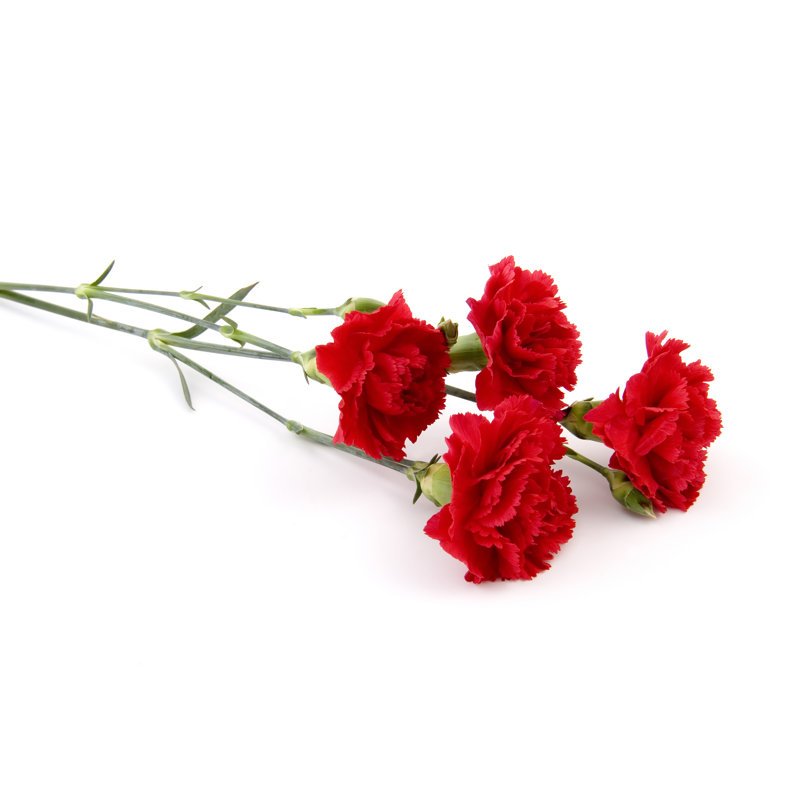 Small Bouquet by Wolv - No Frame Art Prints on Canvas, 20cm H x 30cm W