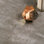 Cement 12" x 24" Matte Cement Look Porcelain Wall & Floor Tile