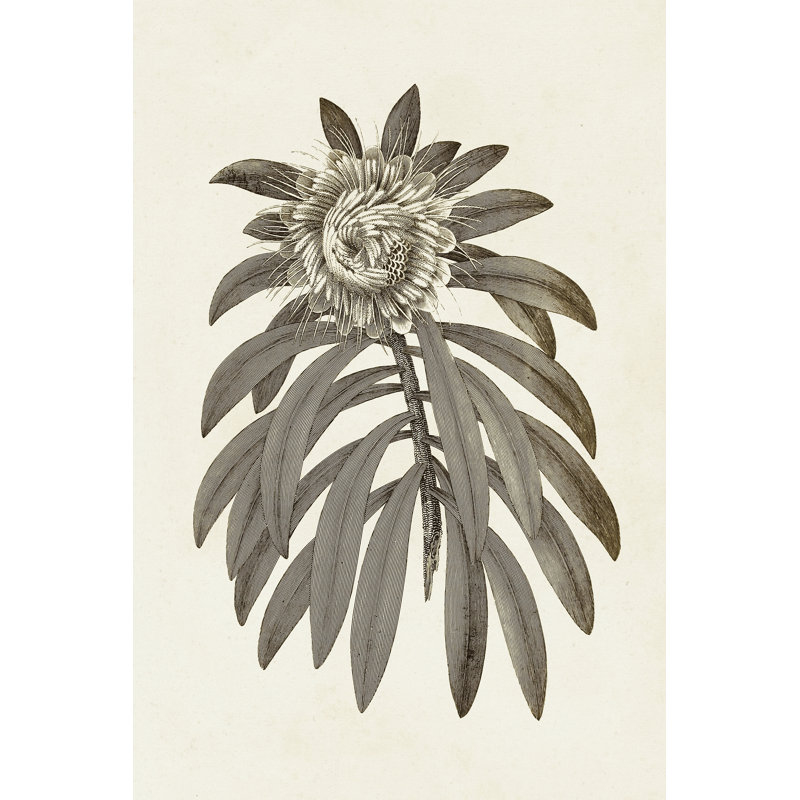 Sepia Botanicals VI - Wrapped Canvas Painting, 46cm H x 30cm W x 3.8cm D