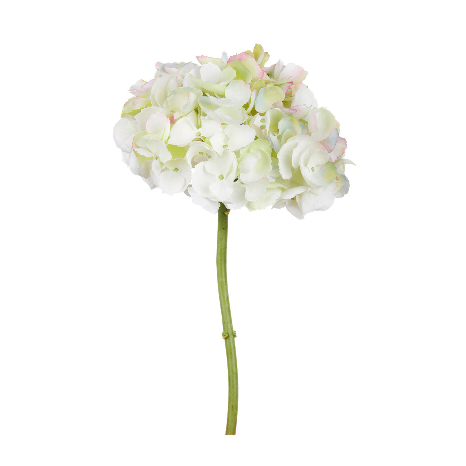 HYDRANGEA SHORT STEM