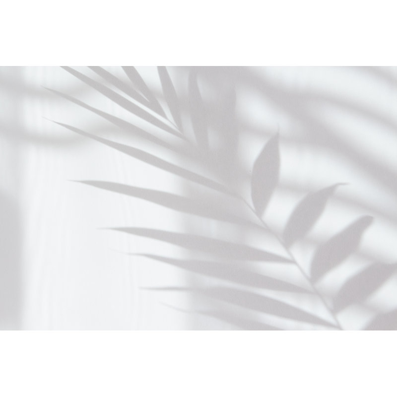 Abstract White Shadow Of A Palm Leaf by My Photos For Your Work And Joy! - Wrapped Canvas Print, 30cm H x 46cm W x 3.8cm D