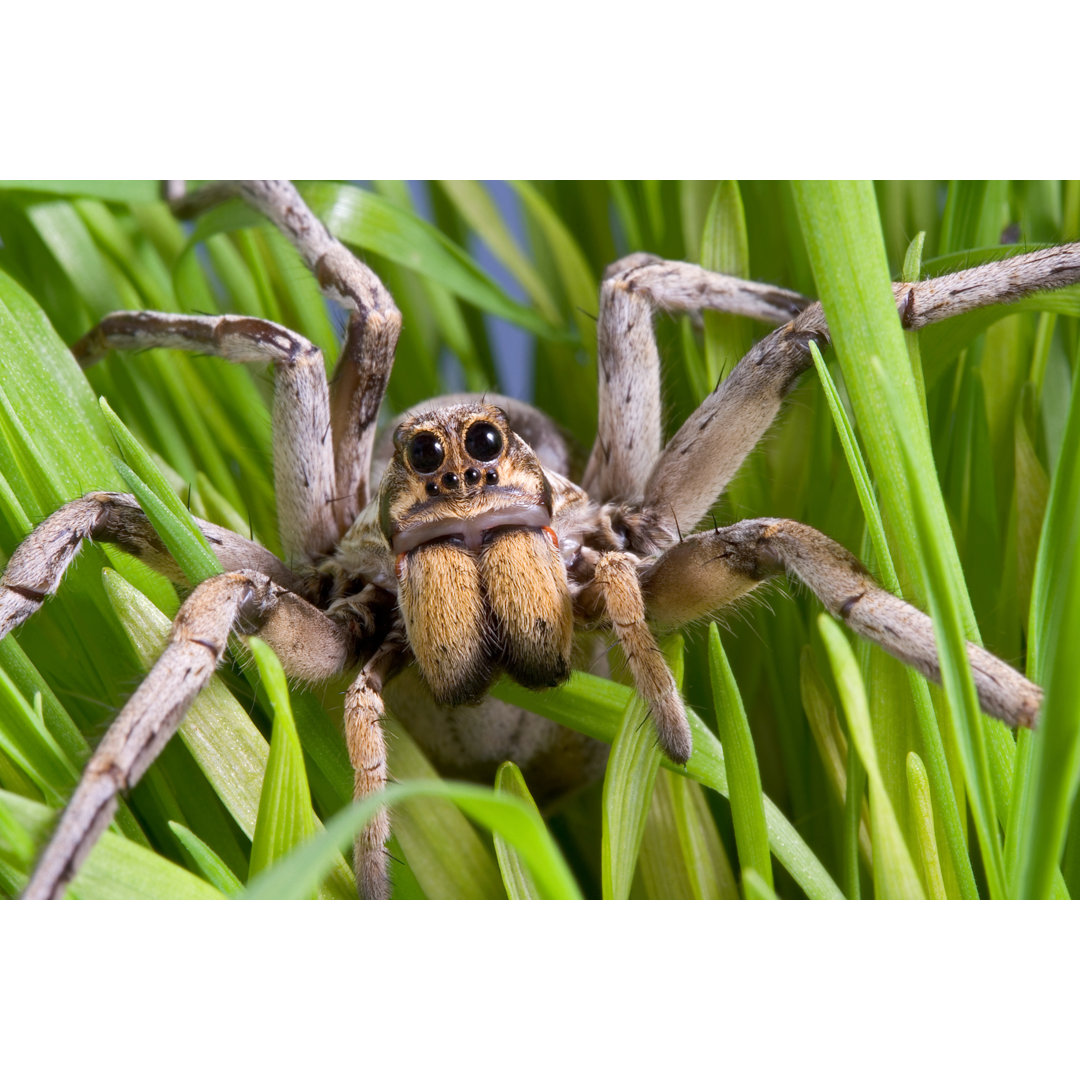 Leinwandbild Wolf Spider in Grass