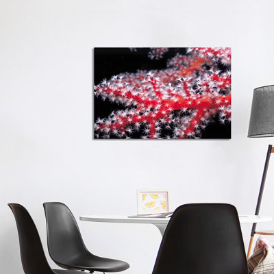 Red Gorgonian Coral by Unknown Artist - Wrapped Canvas Print