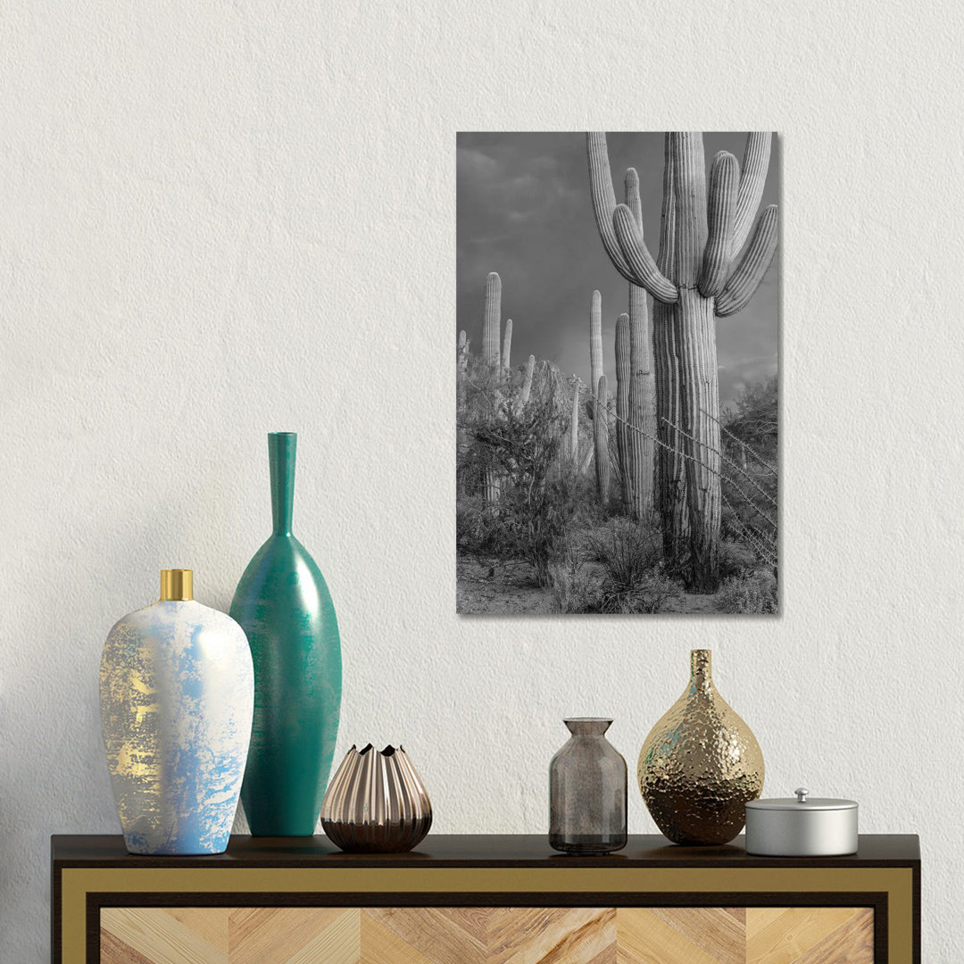 Saguaro Kakteen, Tucson Mountains, Arizona von Tim Fitzharris - Giclée auf Leinwand ohne Rahmen