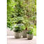Plant Pot-72816988-72816990