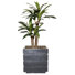 Panama 51 " H Faux Dracaena Tree in Fiberstone Planter