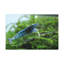 Art mural majestueux avec crevettes-722450730